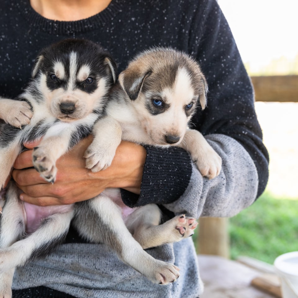 Husky Welpen
